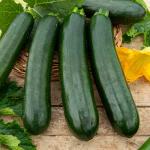 Potagères - Courgette Verte Noire Maraîchère - BIO - face recto